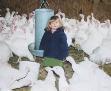 Kelsall's Traditional Home-Reared Turkeys main photo