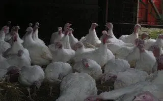 Kelsall's Traditional Home-Reared Turkeys