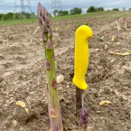 The Birchden Asparagus Farm photo 4
