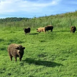 Wass Farm photo 3