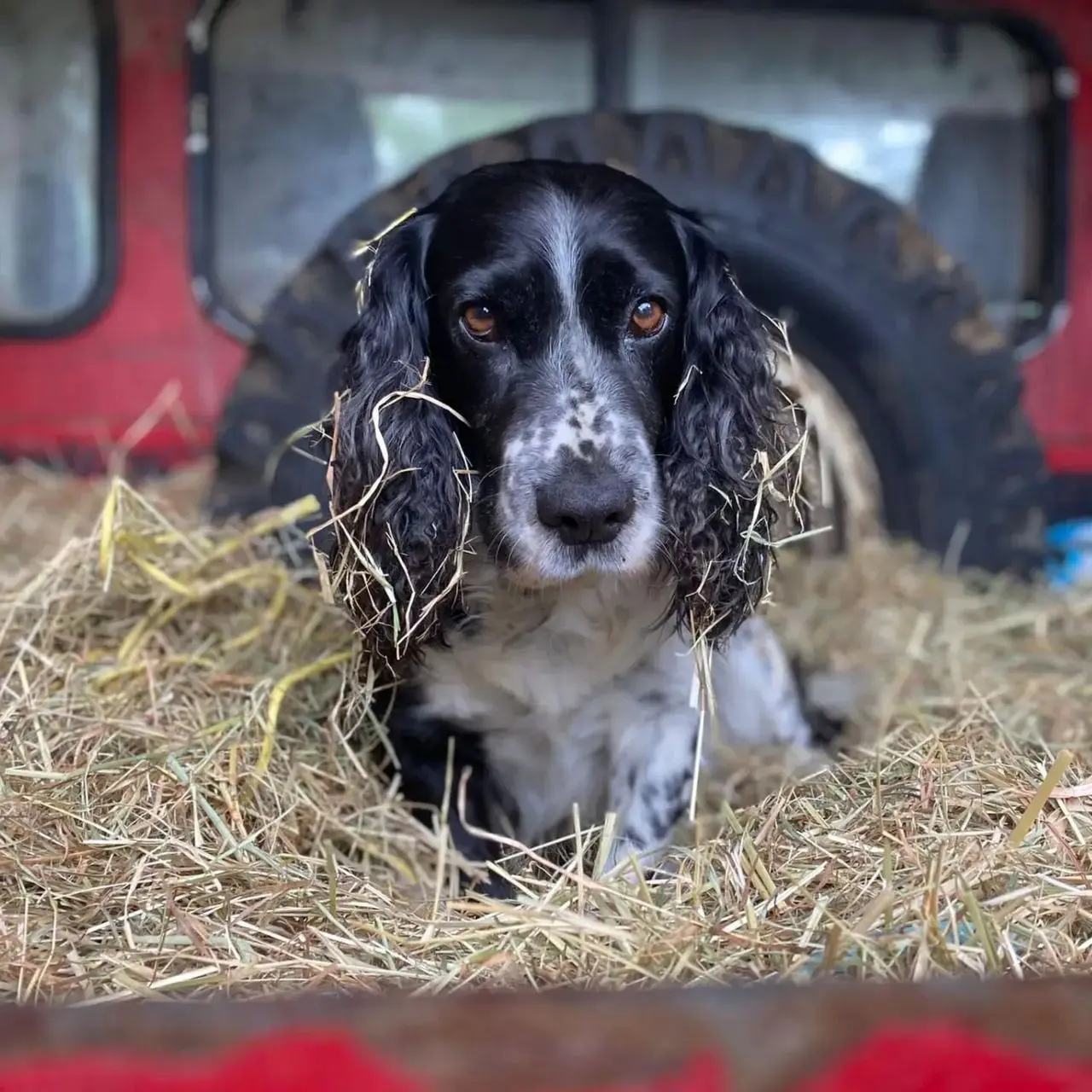 Oaktrack Smallholding photo 2