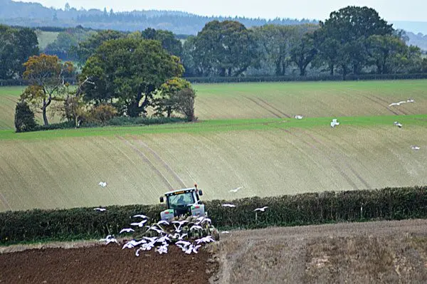 Rawston Farm Butchery & Farm Shop photo 1