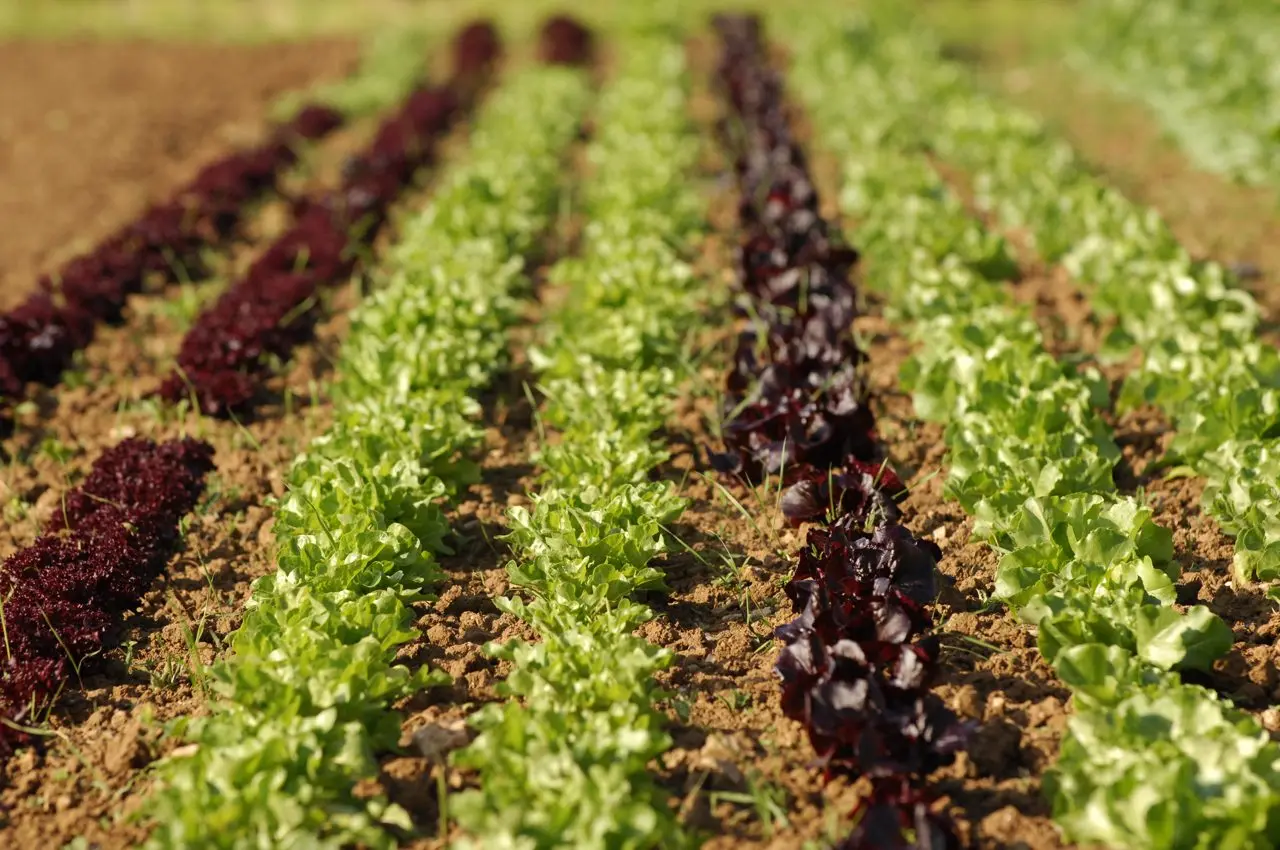 Trevaskis Farm photo 3