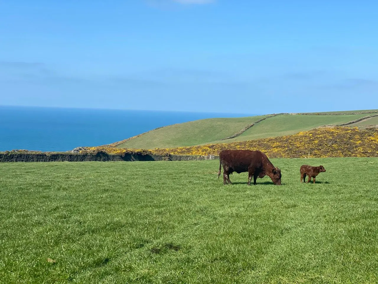 Boscastle Farm Shop main photo