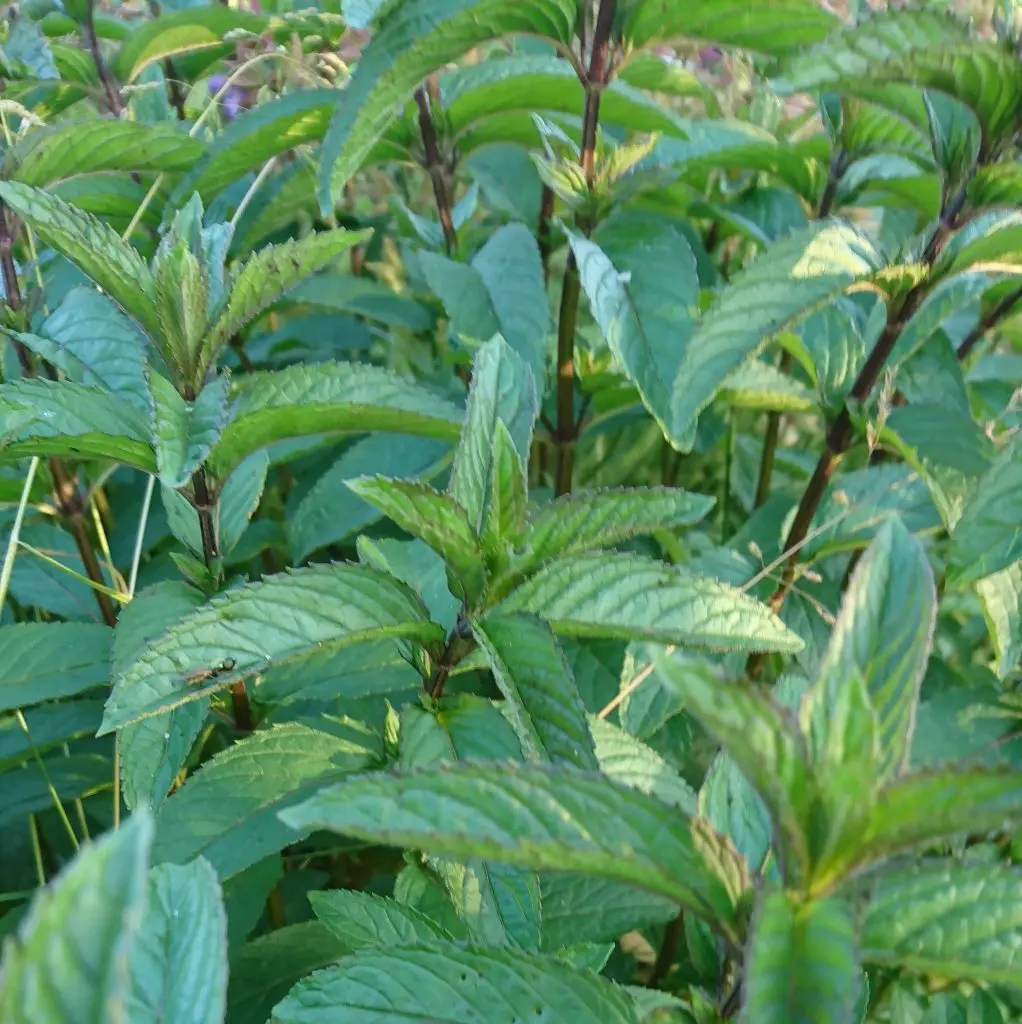 The Edible Garden Nursery photo 3
