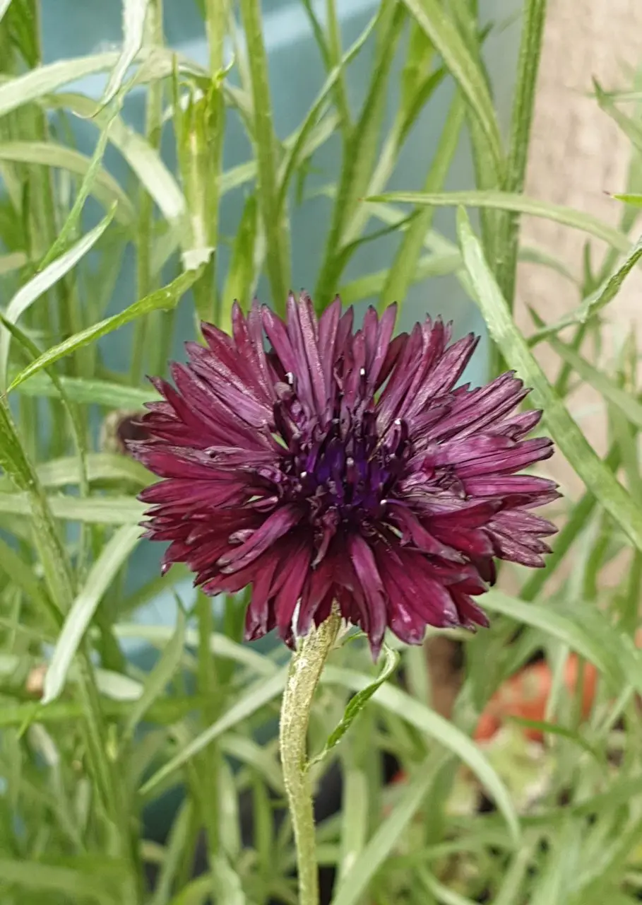 The Edible Garden Nursery photo 4