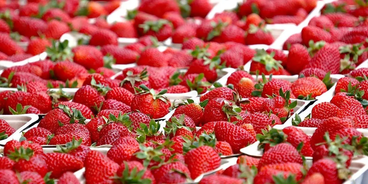 Pimlico Road Farmers' Market main photo