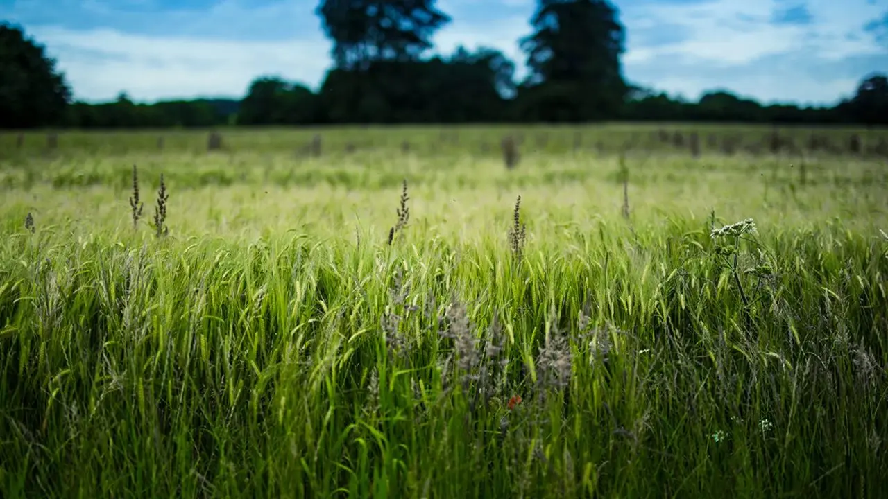 Woodhorn Farm photo 3