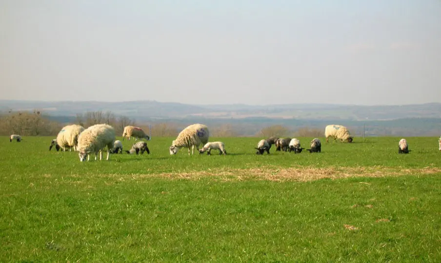 Richline Farm Shop (Manor Farm, Cocking) photo 3