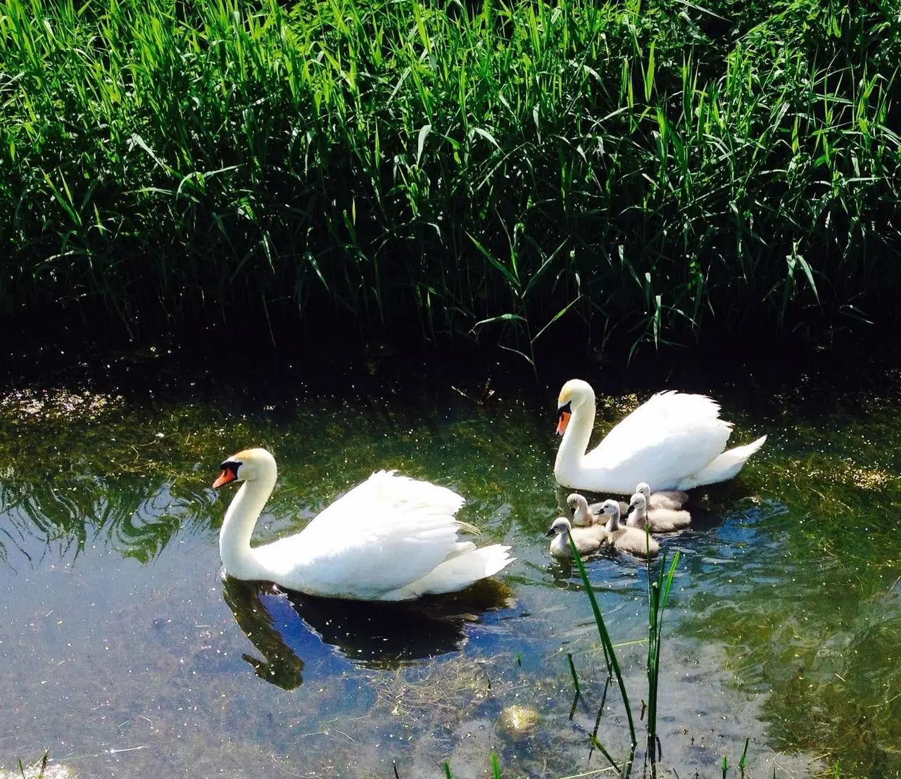 Marsh Produce photo 1