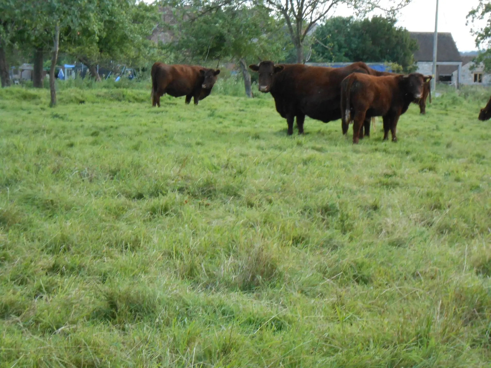 School Farm photo 1