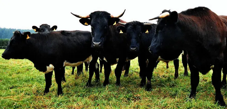 Cowshill Farm