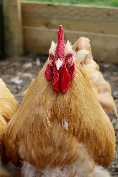 Thornstead Farm photo 1