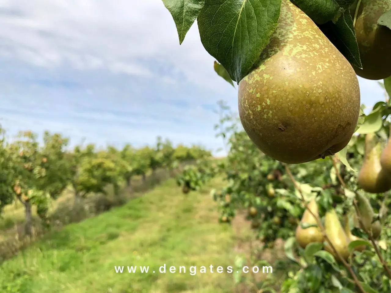 Dengate's Farm Stall main photo