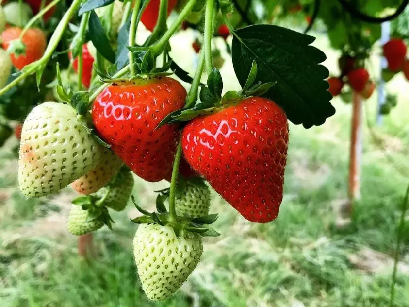 Kenyon Hall Farm photo 4