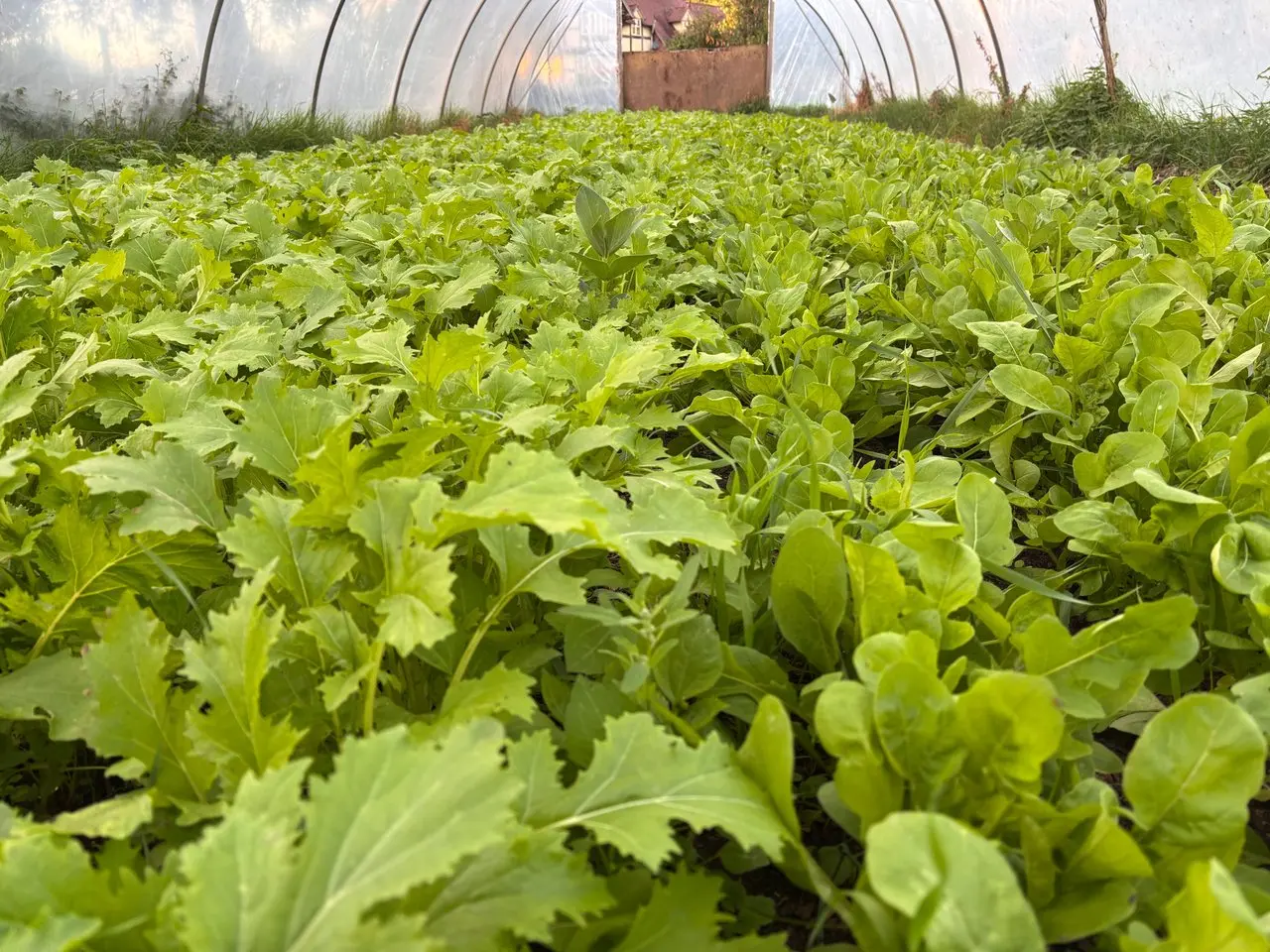 Little Marcle Organic Produce