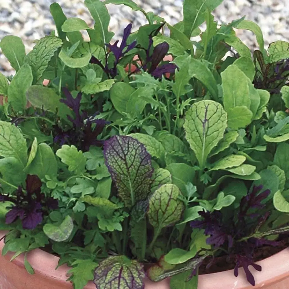 Little Marcle Organic Produce photo 1