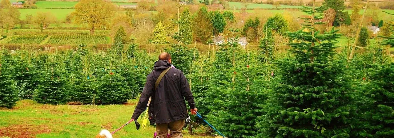 Dinmore Hill Christmas Trees & Festive Farm Weekends photo 1