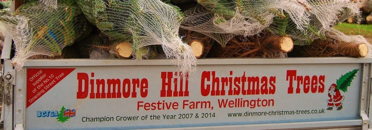 Dinmore Hill Christmas Trees & Festive Farm Weekends photo 2