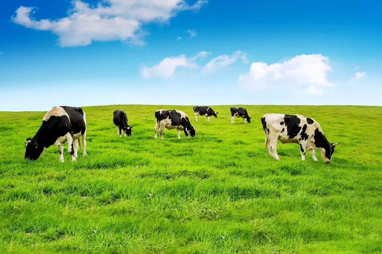 Moo2Yoo photo 1