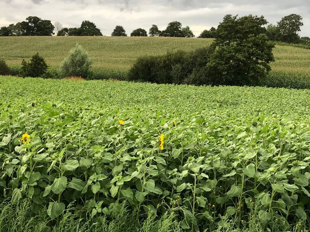 Manor Farm main photo