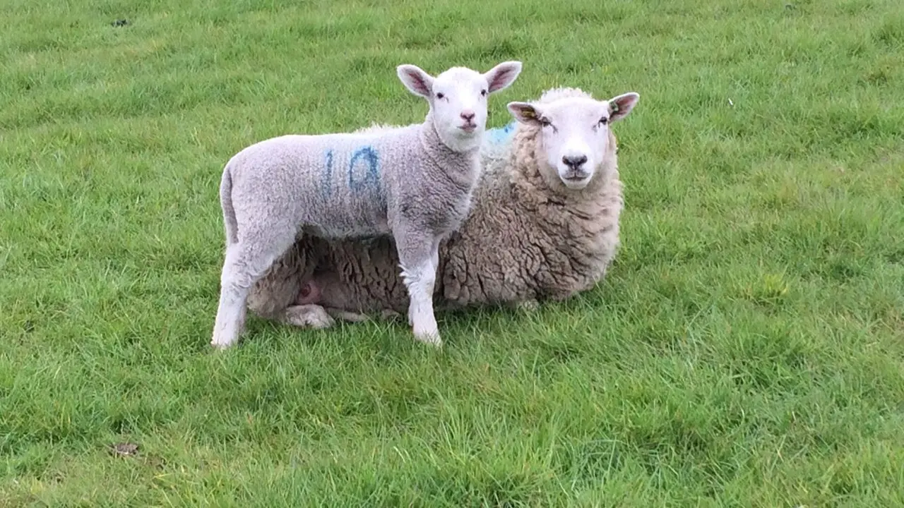 Woodlands Farm Trust (Woodlands Farm) photo 1