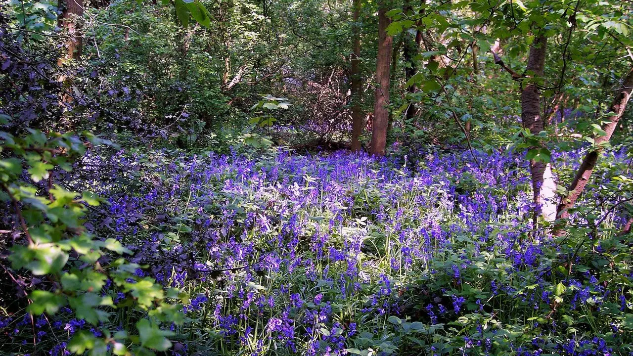 Woodlands Farm Trust (Woodlands Farm) photo 4