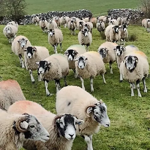 Owen's Farm Shop photo 1