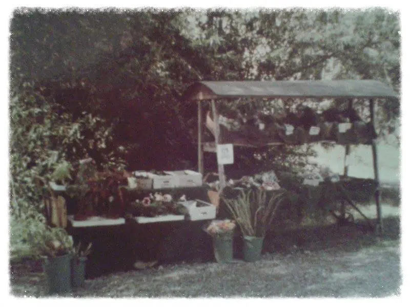Fieldgate Nurseries photo 2