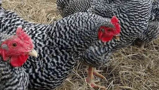 Greg's Eggs