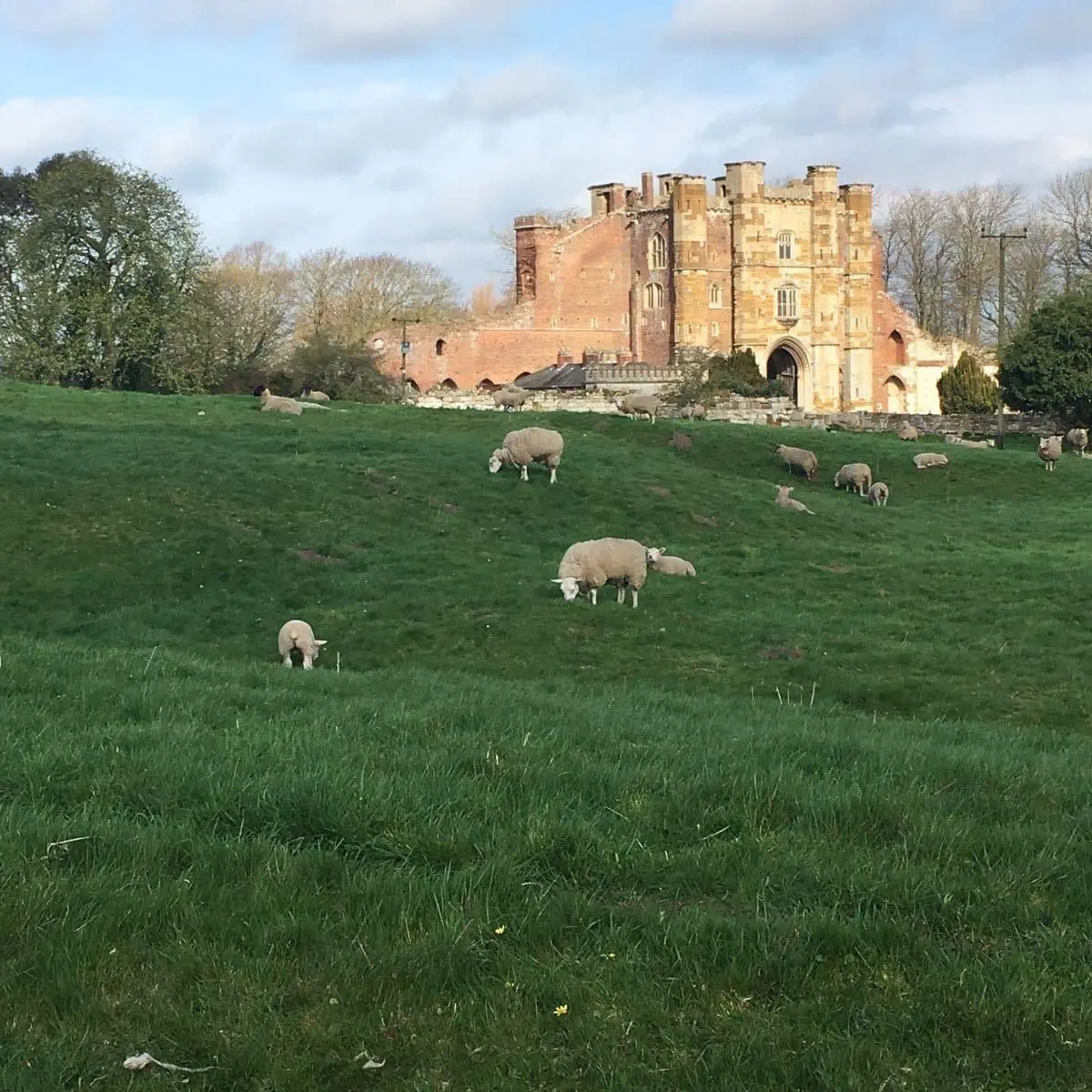 Thornton Abbey Maze (JG Farrow & Co)