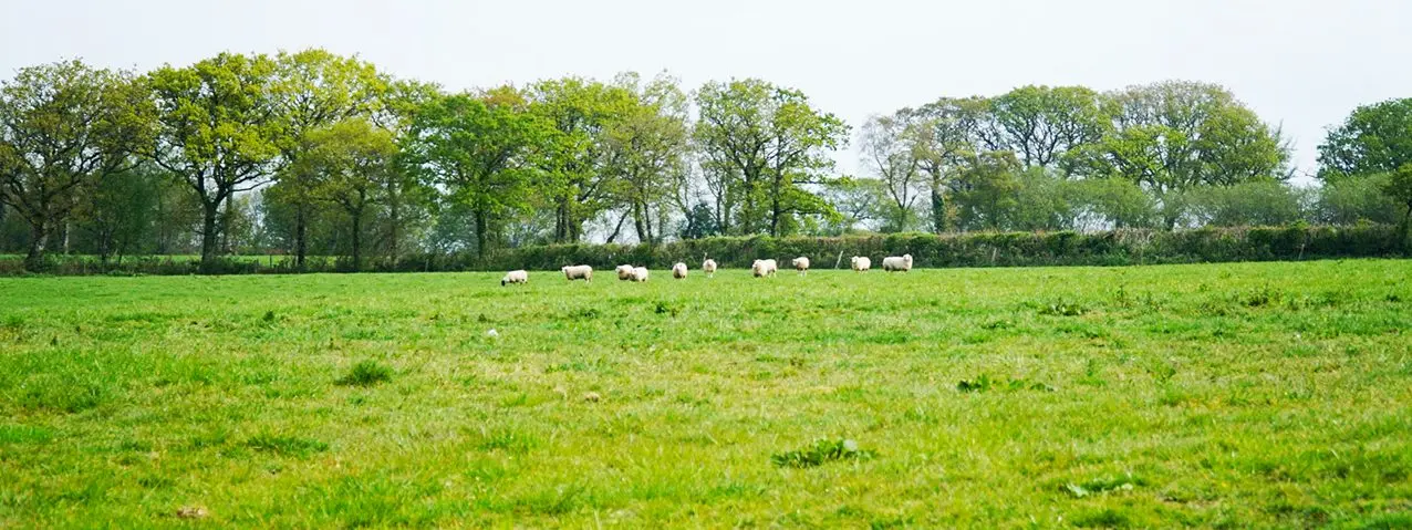 Acorn Farms photo 3
