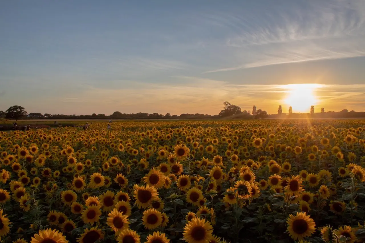 Sam's Sunflowers (Stoke Fruit Farm) main photo
