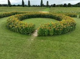Sam's Sunflowers (Stoke Fruit Farm) photo 2