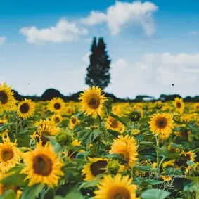 Sam's Sunflowers (Stoke Fruit Farm) photo 3