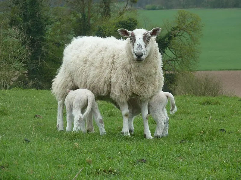 Buckmoorend Farm photo 3