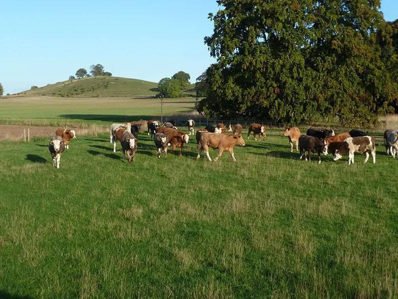 Buckmoorend Farm photo 4