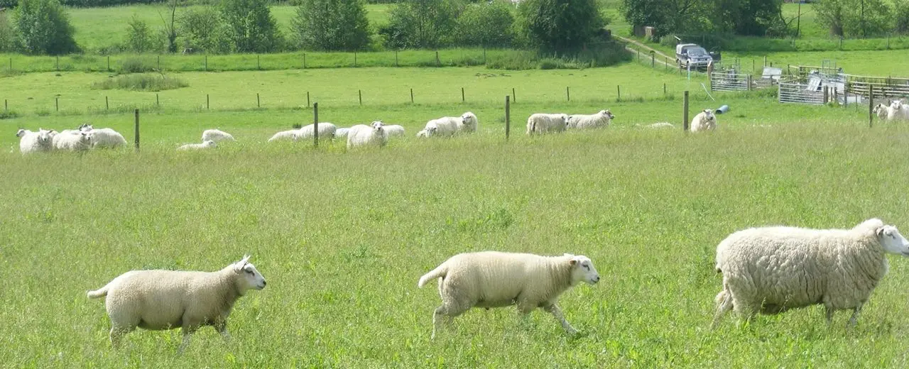 Sondes Place Farm photo 1