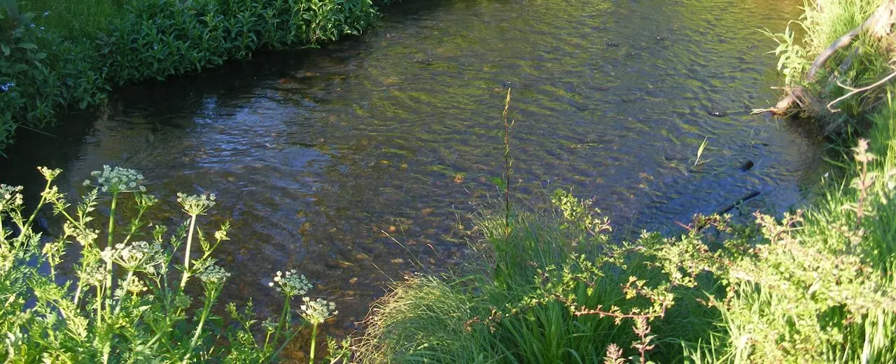 Sondes Place Farm photo 3