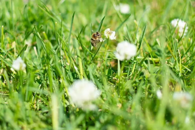The Grassy Shire (Black Horse Farm Partners) photo 2