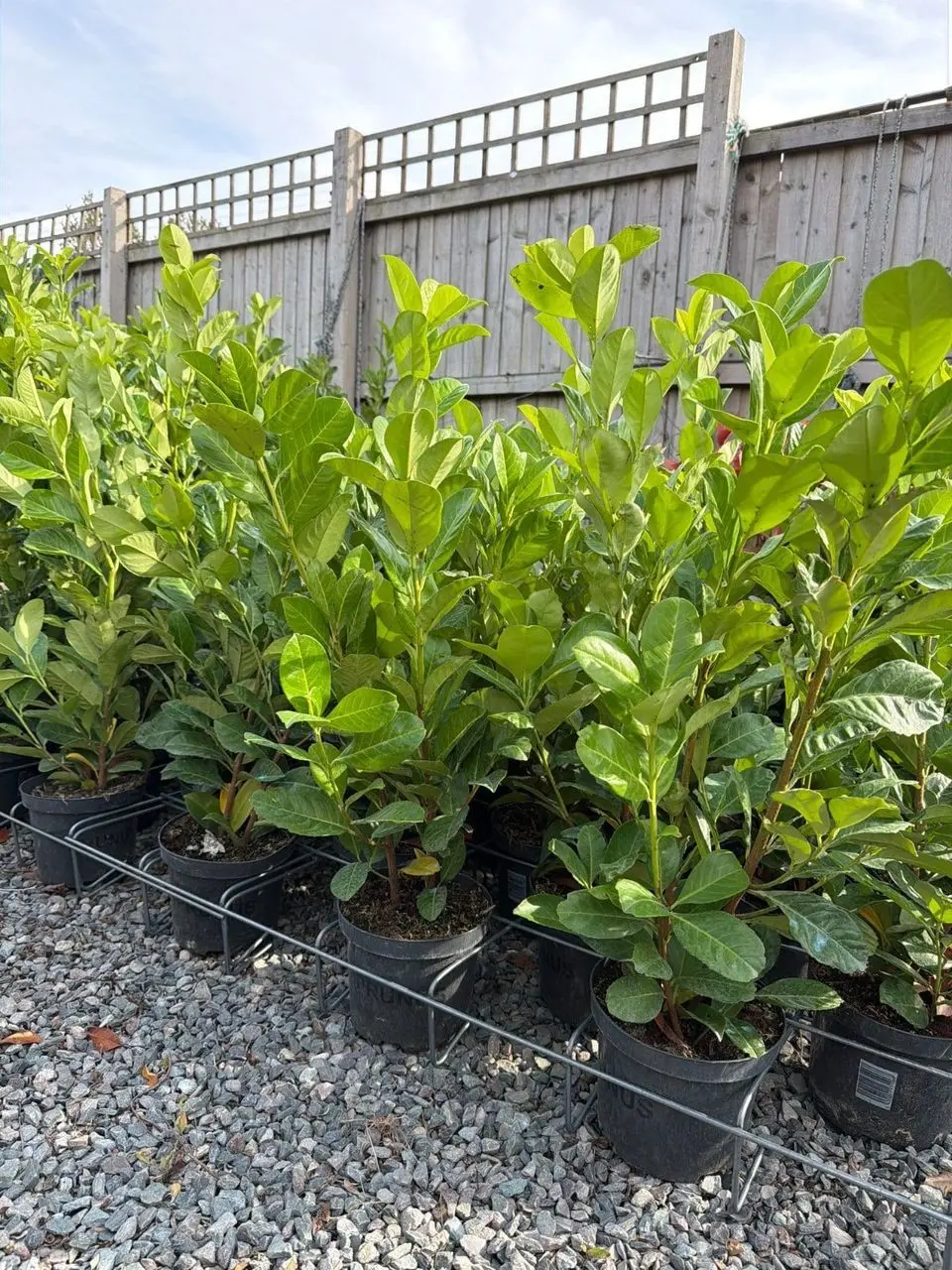 Spalding Farm Shop, Seasonal Plant and Gift Centre main photo