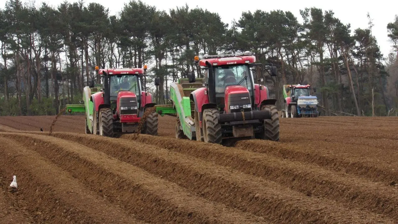 Buston Potatoes main photo