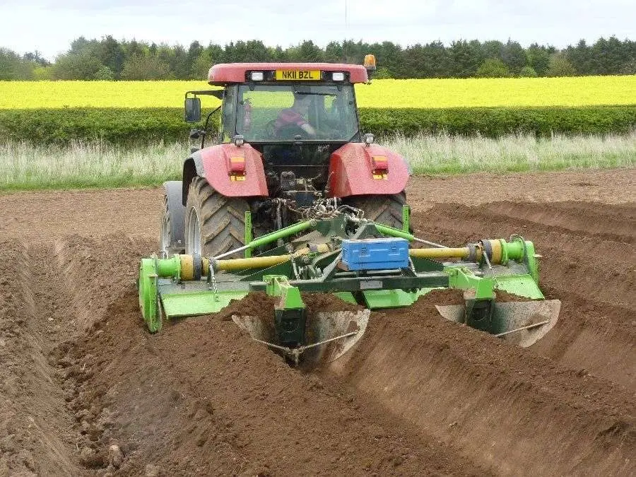 Buston Potatoes photo 3