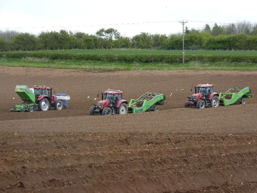 Buston Potatoes photo 4