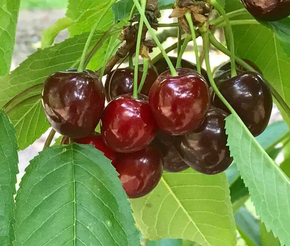 Pierce Mill Farm photo 2