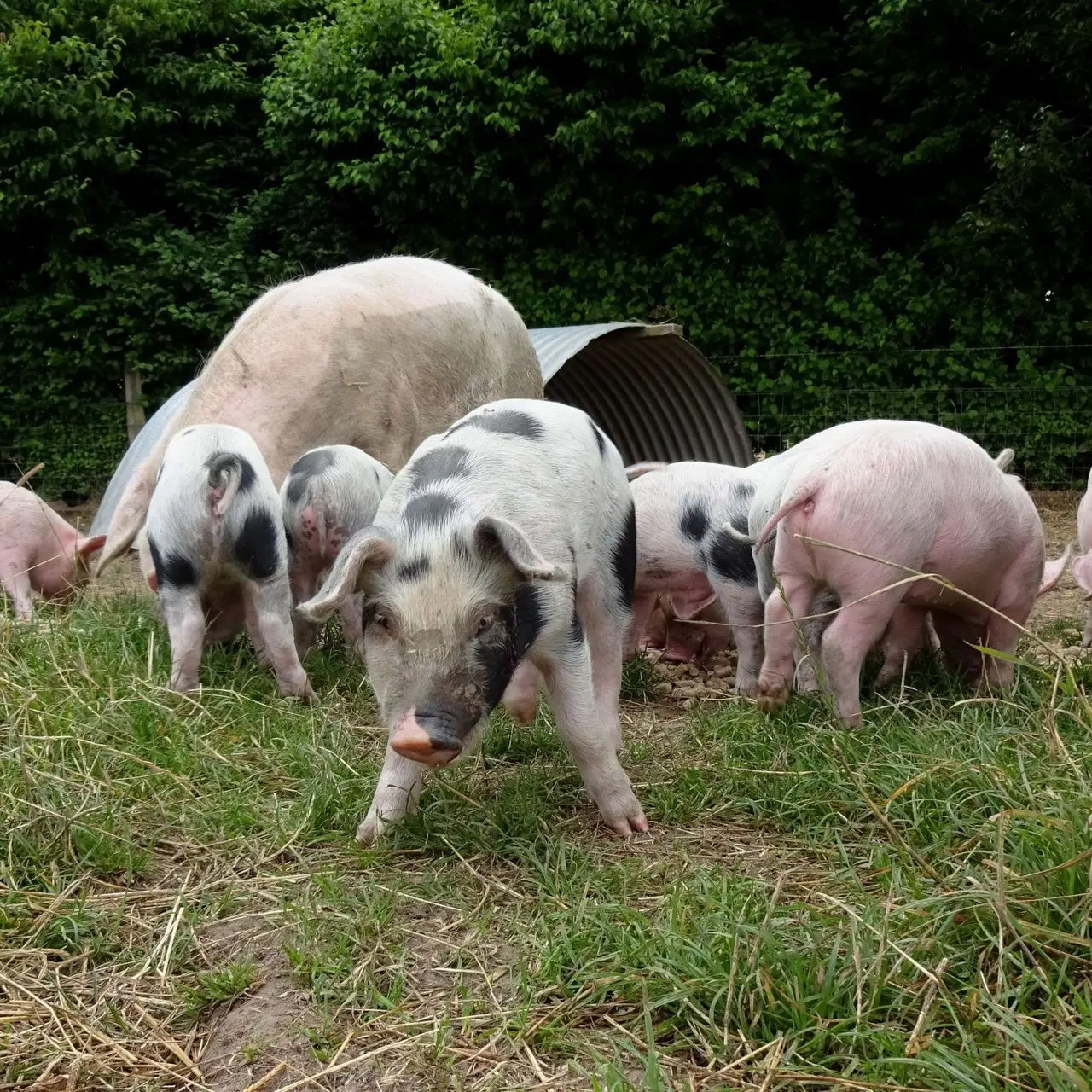 Three Trees Farm Shop & Cafe photo 2