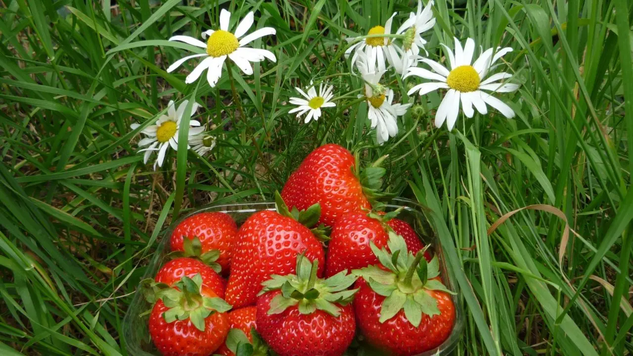 Sharrington Strawberries photo 1