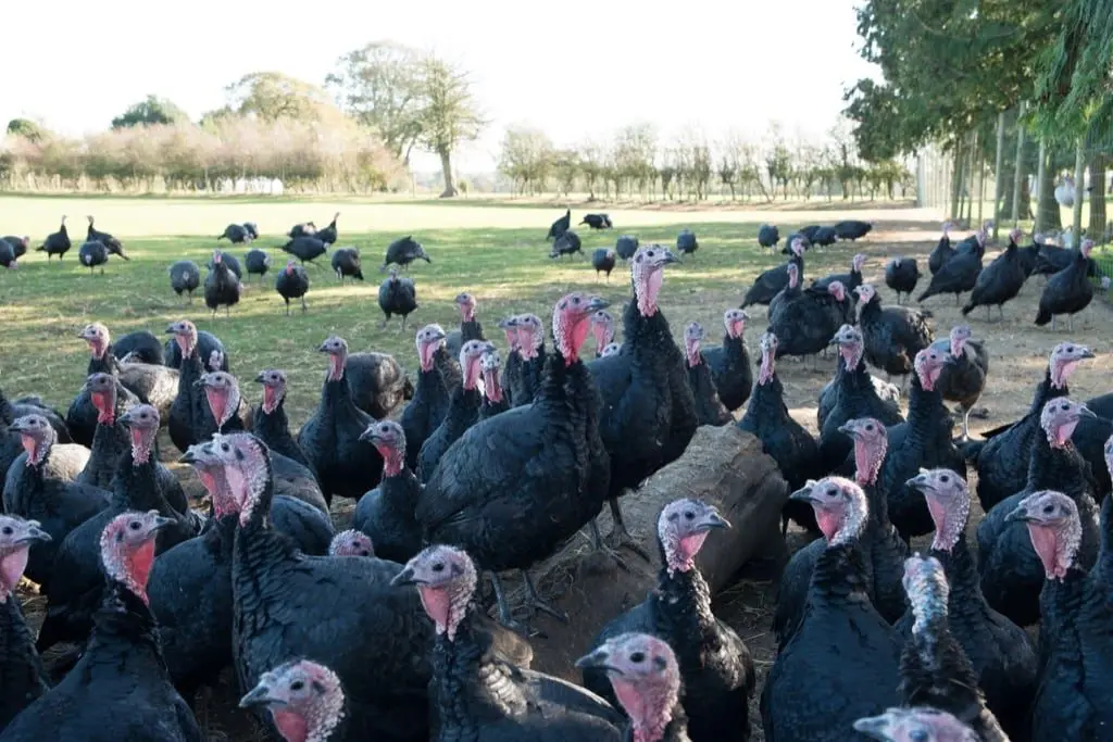 Walters Turkeys main photo