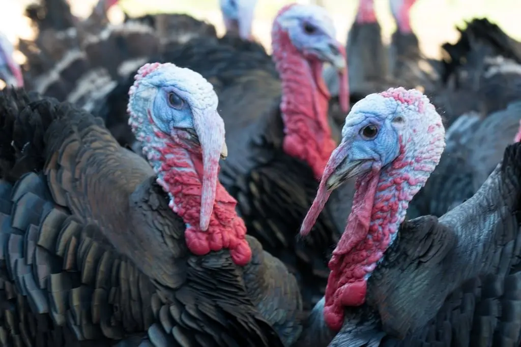 Walters Turkeys photo 1
