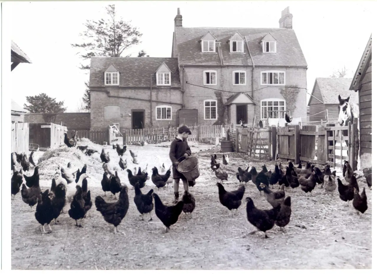 Walters Turkeys photo 3